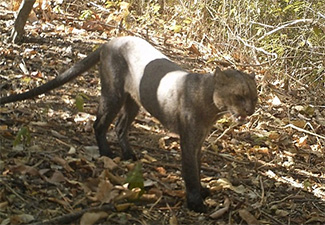 Puma yagouaroundi panamensis