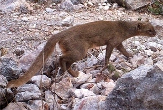 Puma yagouaroundi tolteca