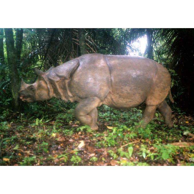 Яванский носорог (Rhinoceros sondaicus) Фото №2