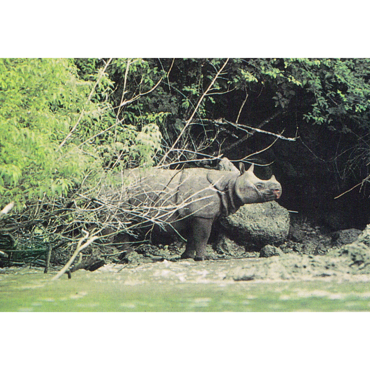 Яванский носорог (Rhinoceros sondaicus) Фото №3
