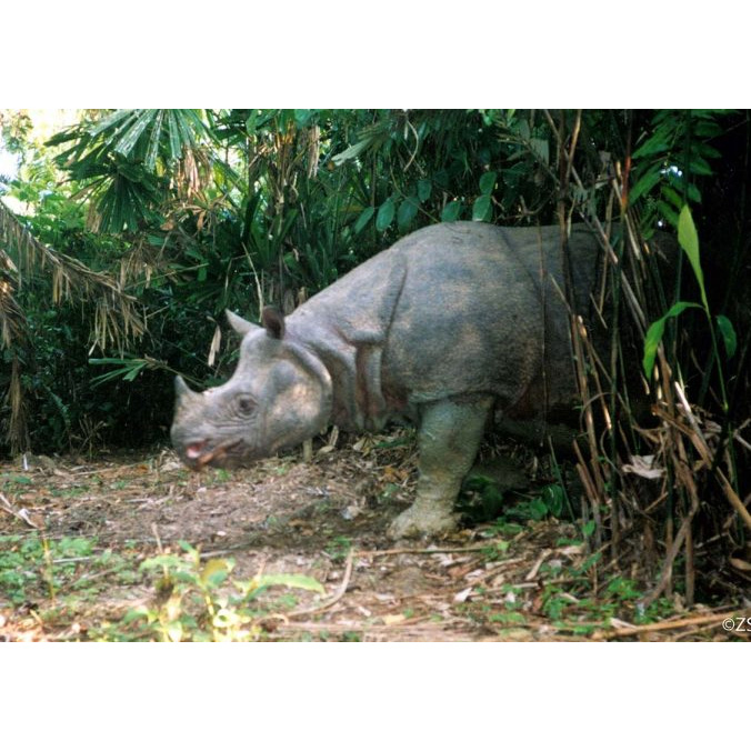 Яванский носорог (Rhinoceros sondaicus) Фото №4