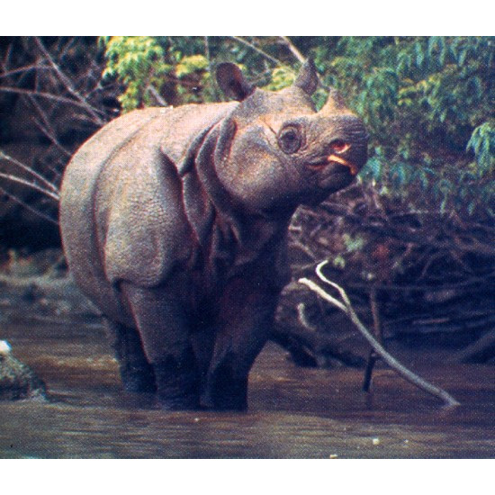 Яванский носорог (Rhinoceros sondaicus) Фото №5