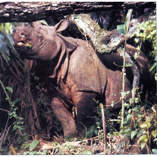 Яванский носорог (Rhinoceros sondaicus) Фото №6