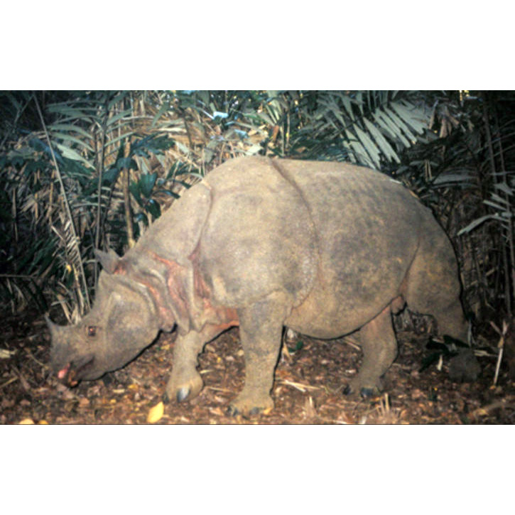 Яванский носорог (Rhinoceros sondaicus) Фото №8