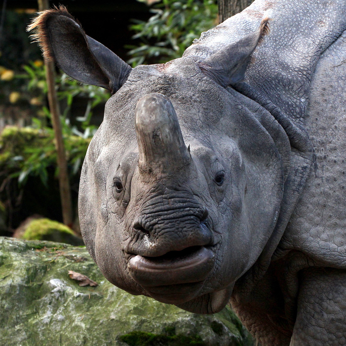 Индийский носорог (Rhinoceros unicornis) Фото №10
