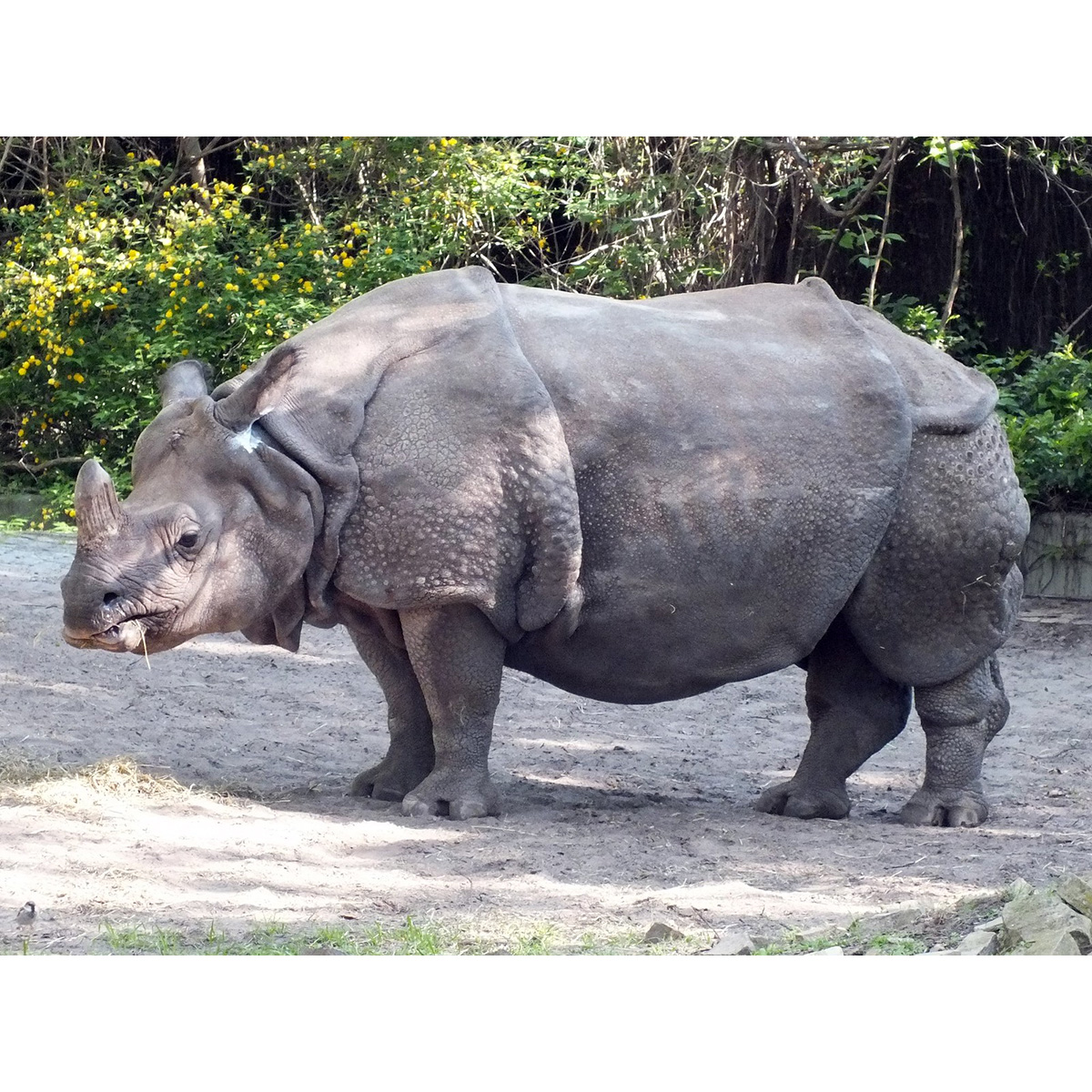 Индийский носорог (Rhinoceros unicornis) Фото №2