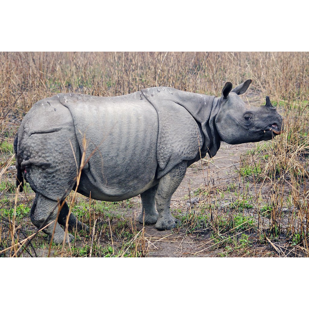 Индийский носорог (Rhinoceros unicornis) Фото №3