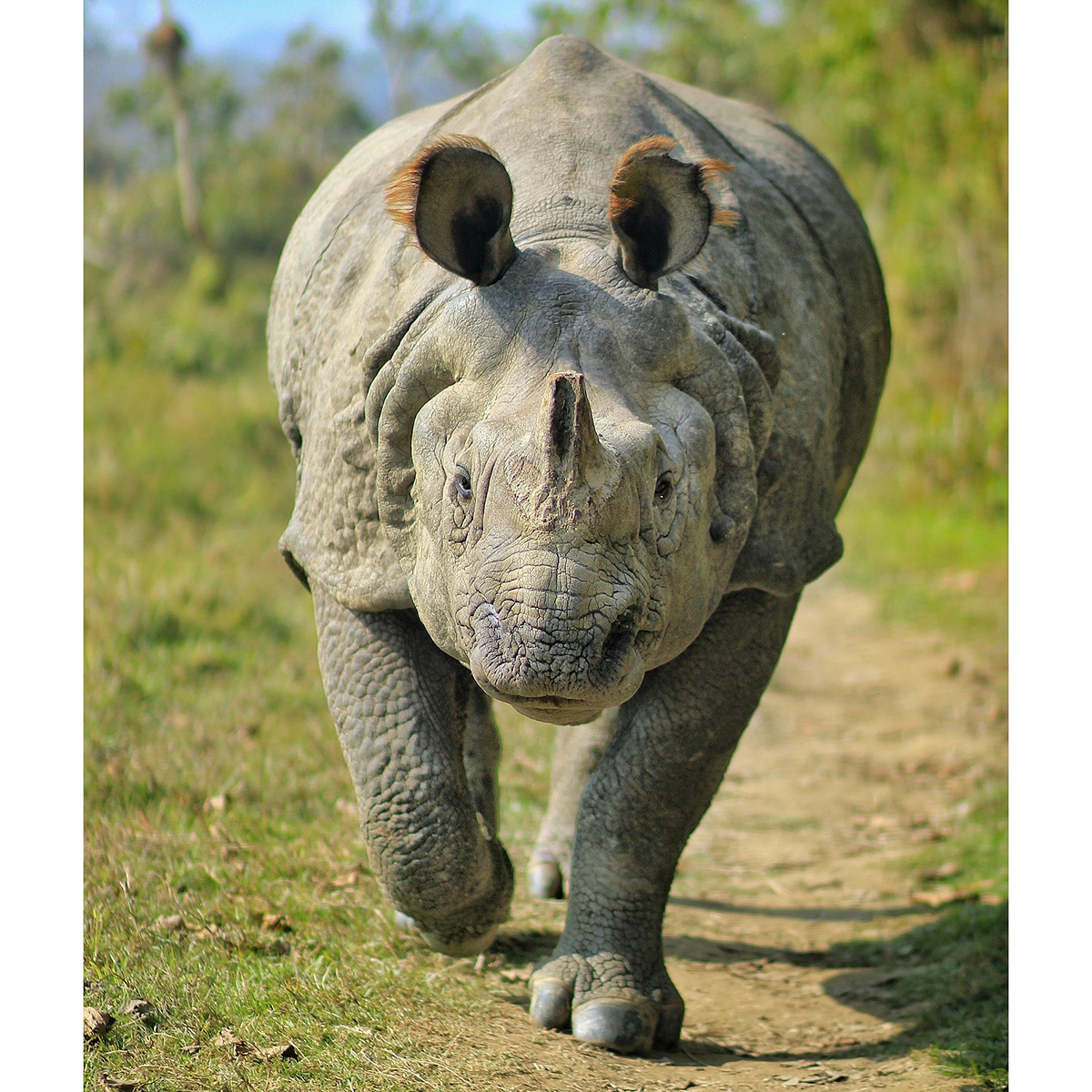 Индийский носорог (Rhinoceros unicornis) Фото №4
