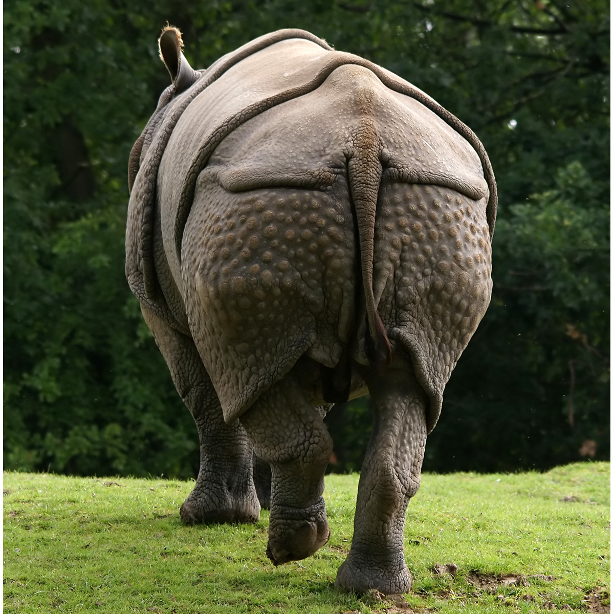 Индийский носорог (Rhinoceros unicornis) Фото №5