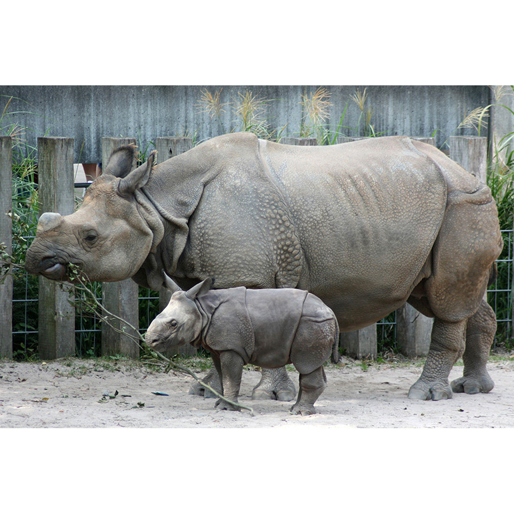 Индийский носорог (Rhinoceros unicornis) Фото №7