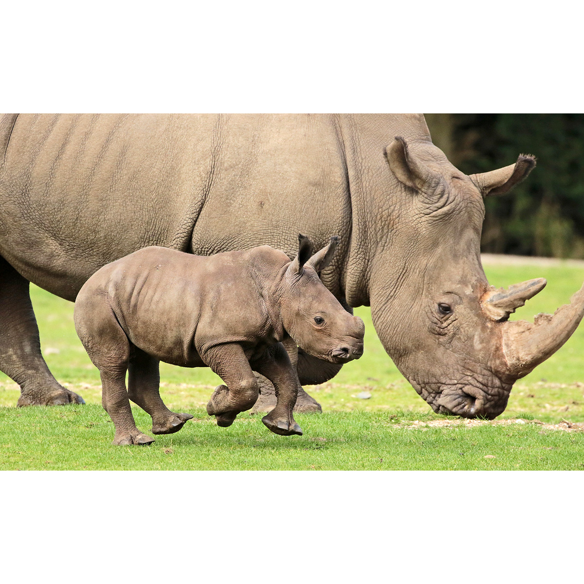 Индийский носорог (Rhinoceros unicornis) Фото №8