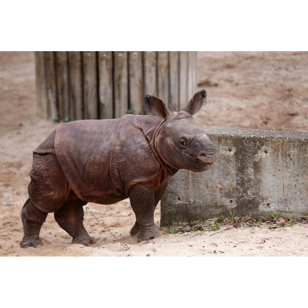 Индийский носорог (Rhinoceros unicornis) Фото №9