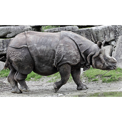 Род Индийские носороги  фото