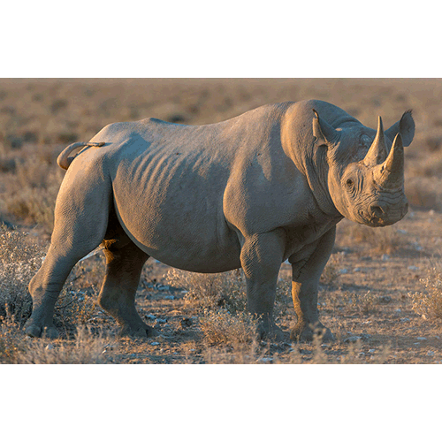 Семейство Носороговые  фото