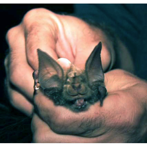 Mount Mabu Horseshoe Bat (Rhinolophus mabuensis) Фото №3
