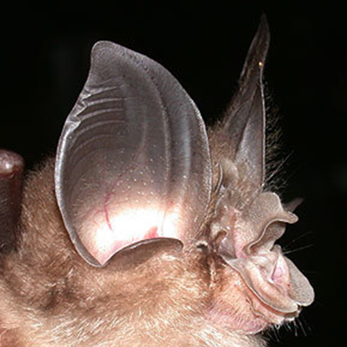 Длинноухий подковонос (Rhinolophus macrotis) Фото №6