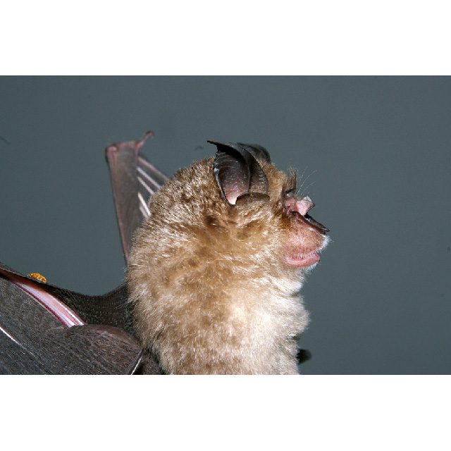Indo-Chinese Lesser Brown Horseshoe Bat (Rhinolophus microglobosus) Фото №2