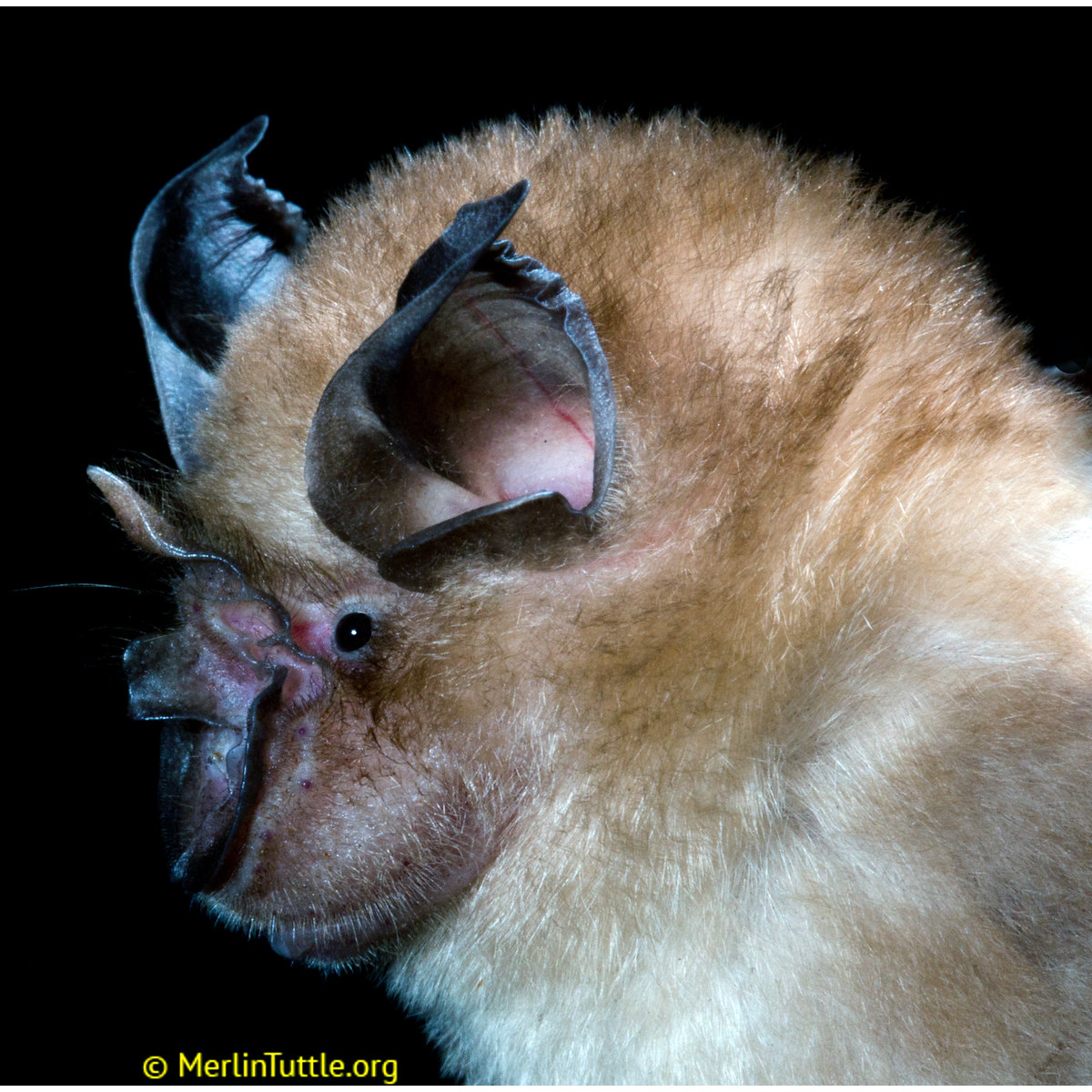 Indo-Chinese Lesser Brown Horseshoe Bat (Rhinolophus microglobosus) Фото №3