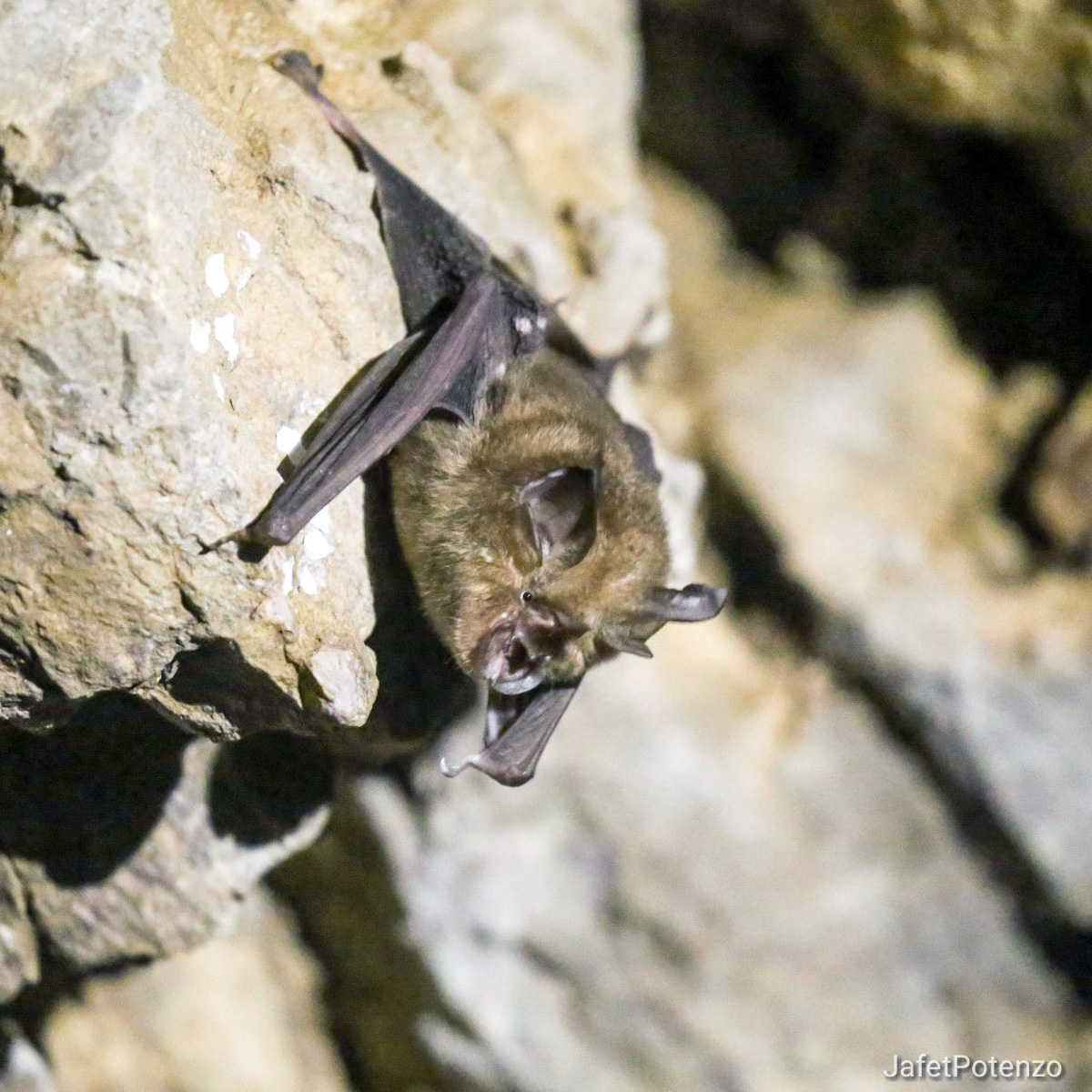 Timorese Horseshoe Bat (Rhinolophus montanus) Фото №2
