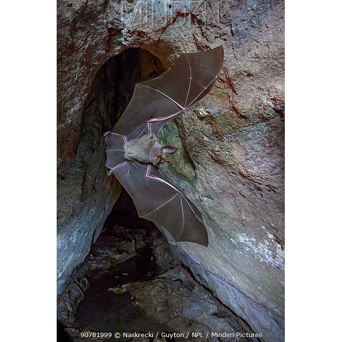 Mozambican Horseshoe Bat (Rhinolophus mossambicus) Фото №2
