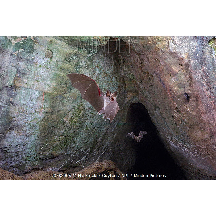 Mozambican Horseshoe Bat (Rhinolophus mossambicus) Фото №4