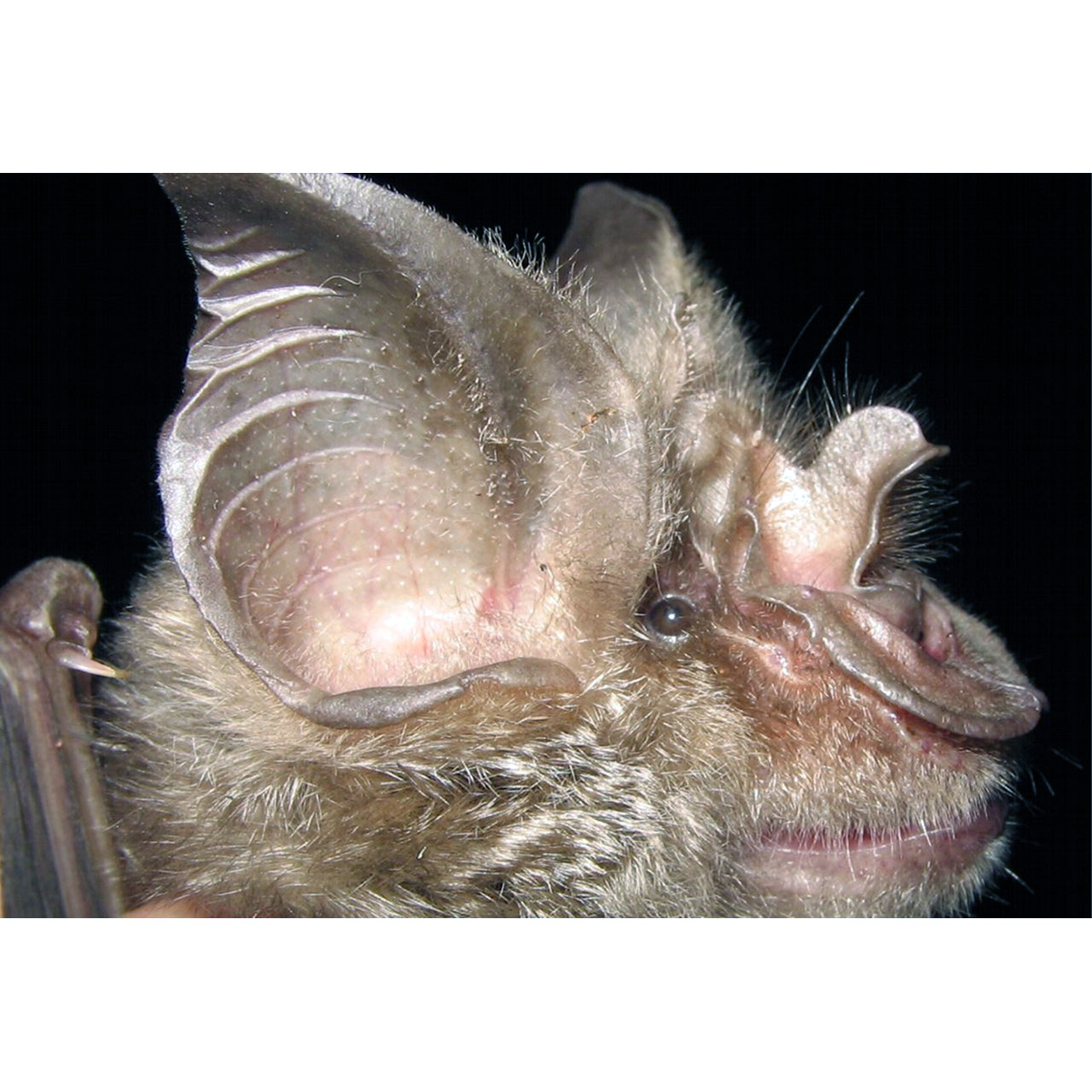 Mozambican Horseshoe Bat (Rhinolophus mossambicus) Фото №6