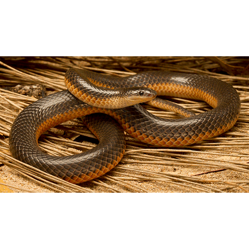  Род Австралийские мелкоглазые змеи  фото