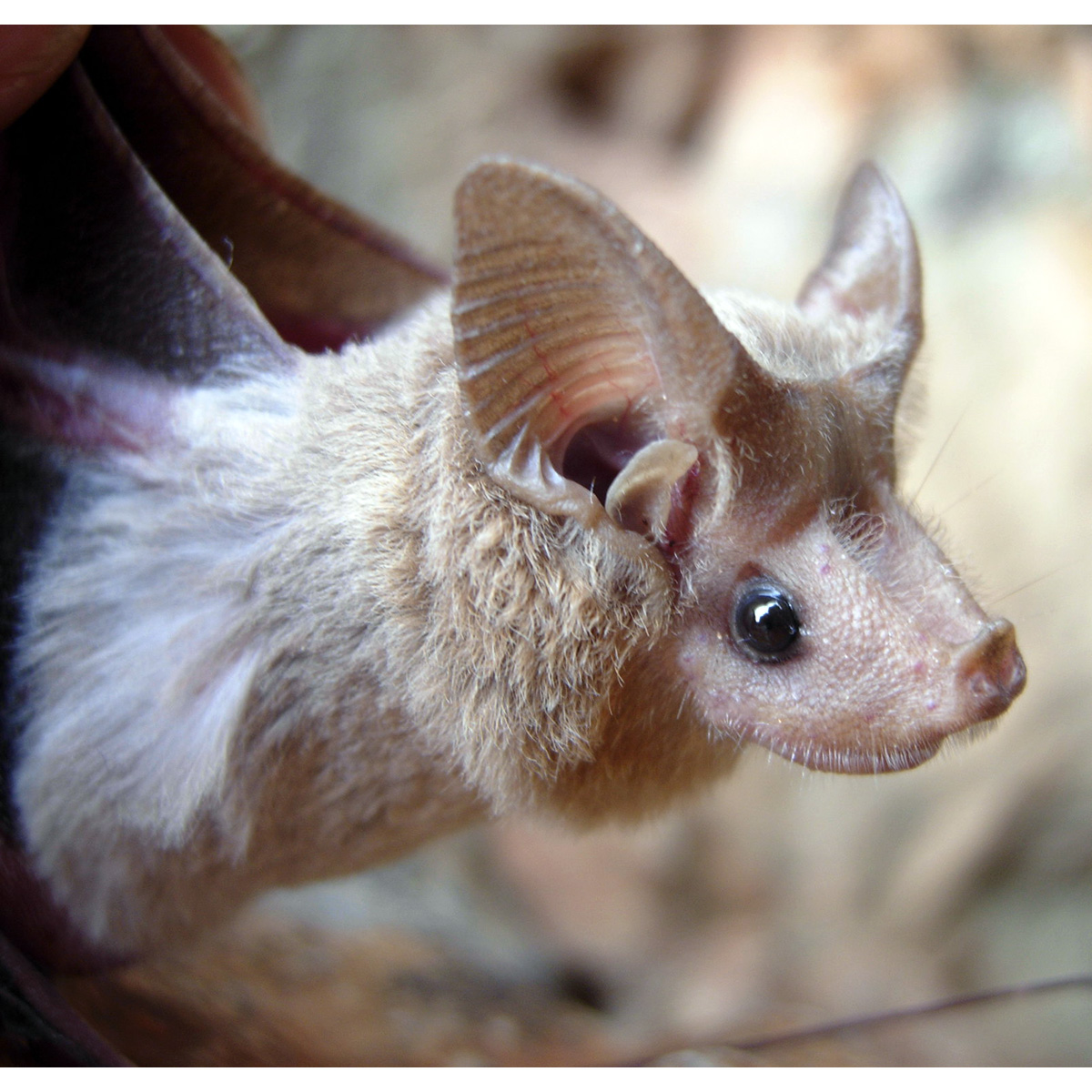 Egyptian Mouse-Tailed Bat (Rhinopoma cystops) Фото №10