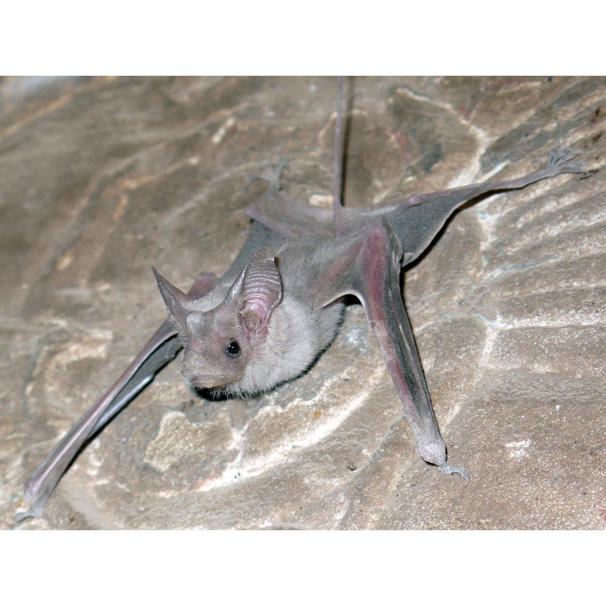 Egyptian Mouse-Tailed Bat (Rhinopoma cystops) Фото №2