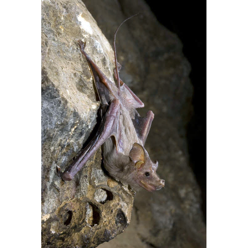 Egyptian Mouse-Tailed Bat (Rhinopoma cystops) Фото №3