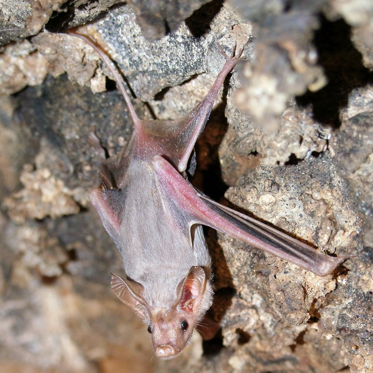 Egyptian Mouse-Tailed Bat (Rhinopoma cystops) Фото №4