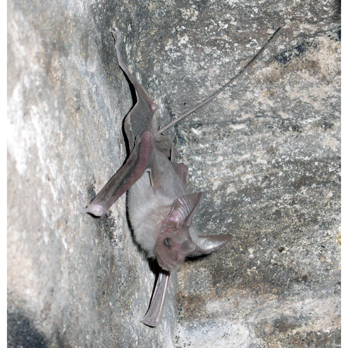 Egyptian Mouse-Tailed Bat (Rhinopoma cystops) Фото №5