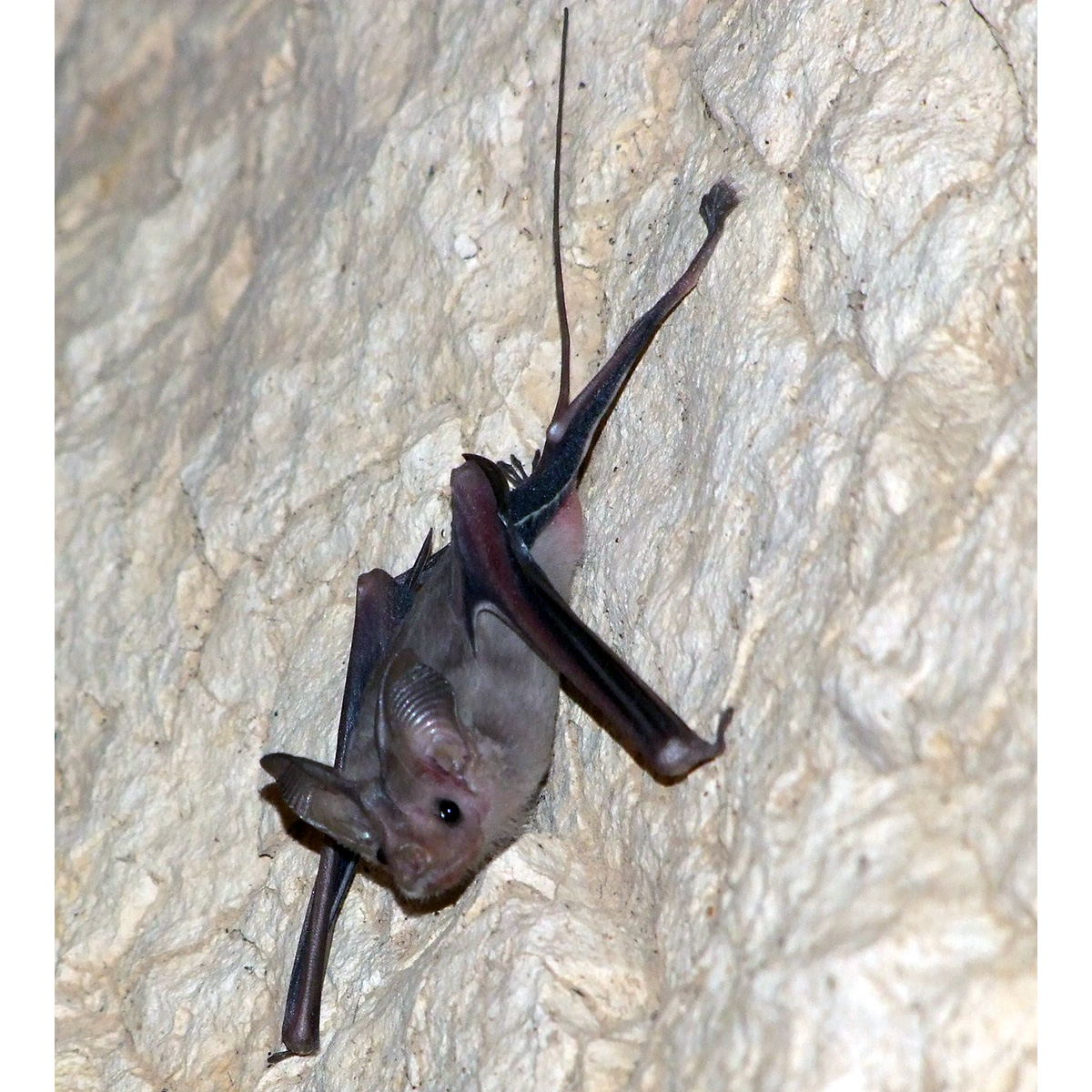 Egyptian Mouse-Tailed Bat (Rhinopoma cystops) Фото №6