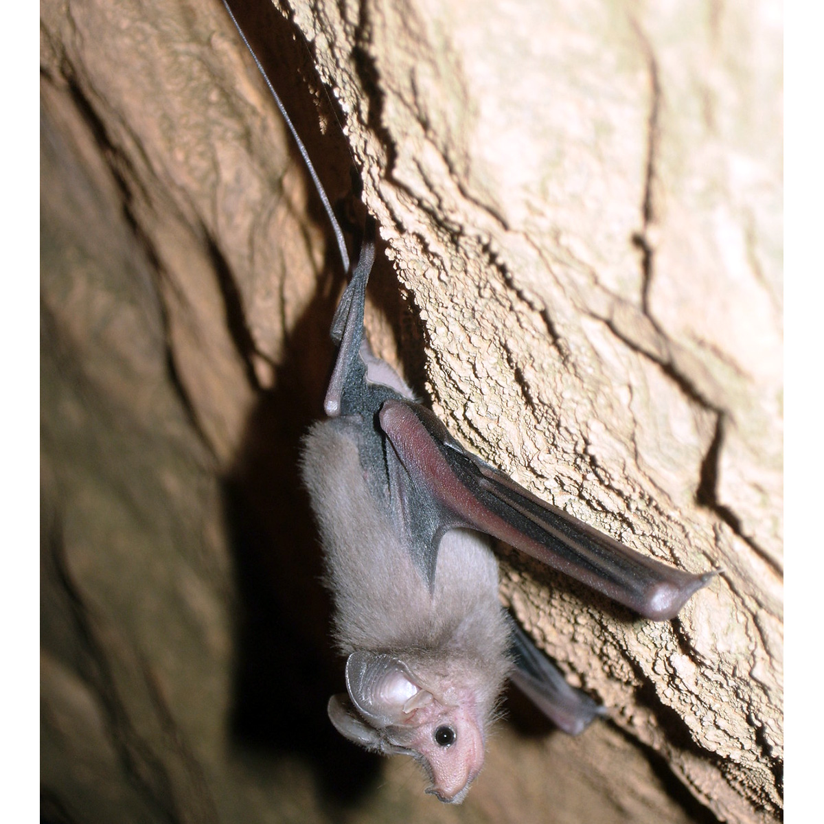 Egyptian Mouse-Tailed Bat (Rhinopoma cystops) Фото №7