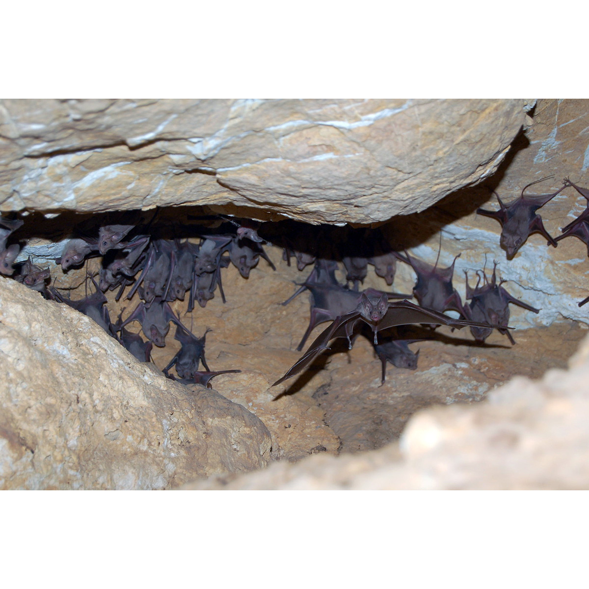 Egyptian Mouse-Tailed Bat (Rhinopoma cystops) Фото №8