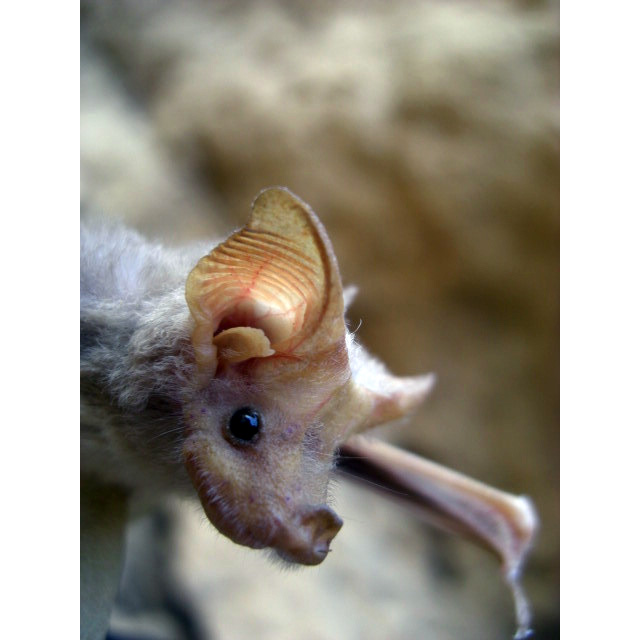 Egyptian Mouse-Tailed Bat (Rhinopoma cystops) Фото №9