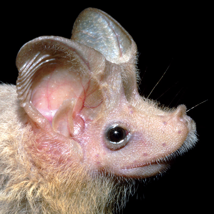 Yemeni Mouse-tailed Bat (Rhinopoma hadramauticum) Фото №2