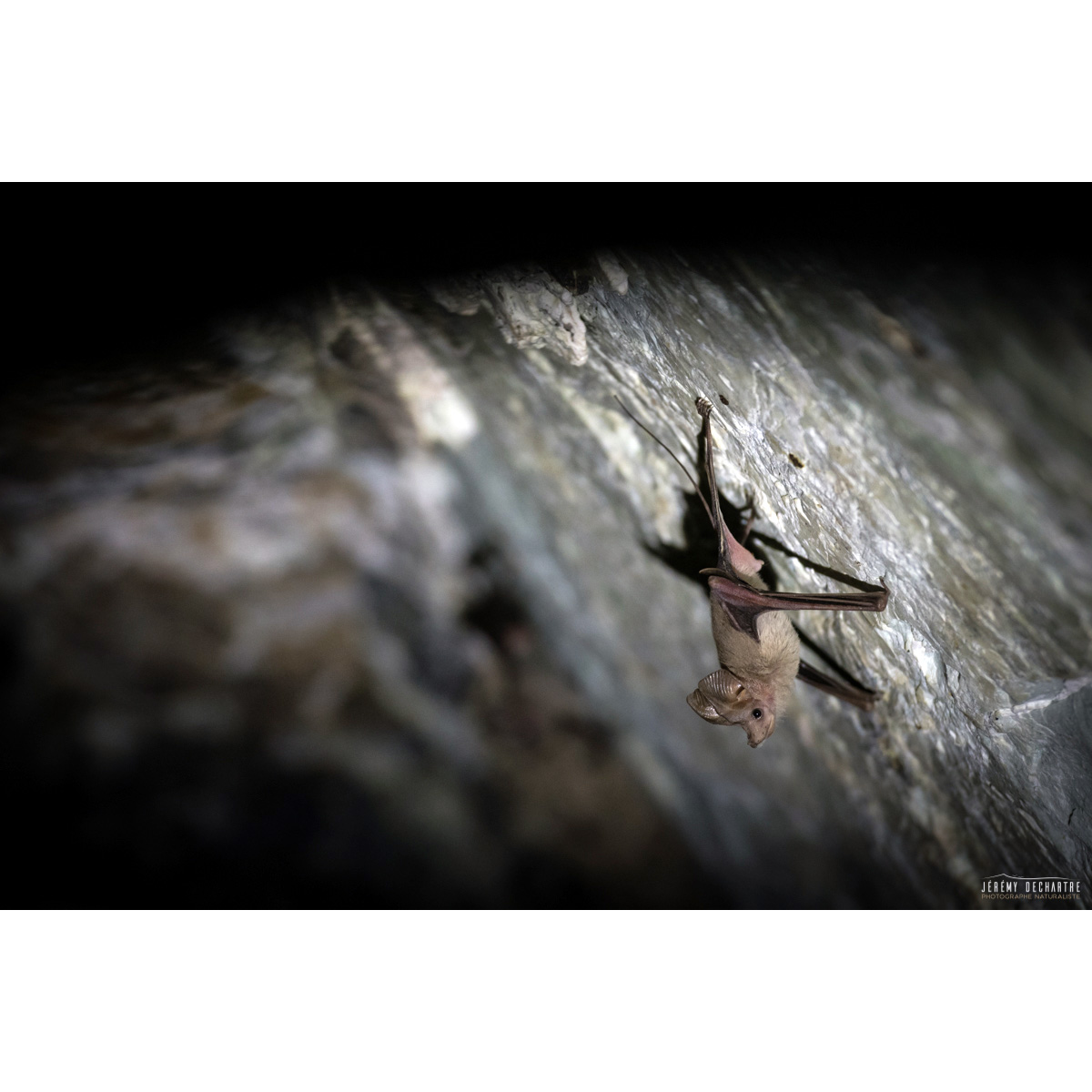 Малый мышехвост (Rhinopoma muscatellum) Фото №4