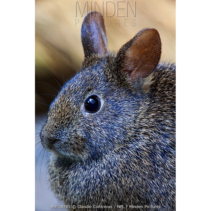Бесхвостый кролик (Romerolagus diazi) Фото №10