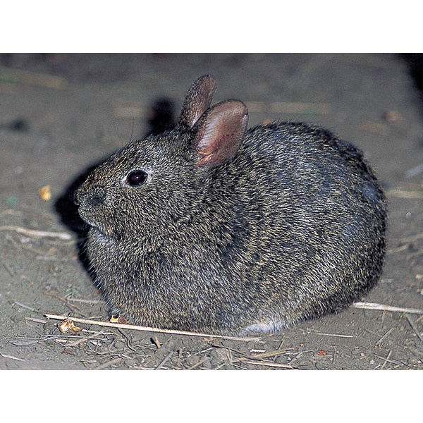 Бесхвостый кролик (Romerolagus diazi) Фото №2