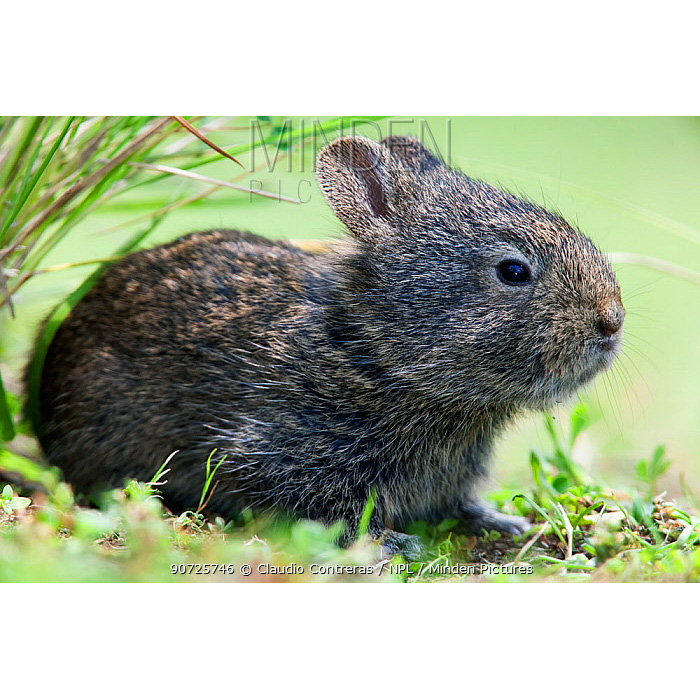 Бесхвостый кролик (Romerolagus diazi) Фото №3