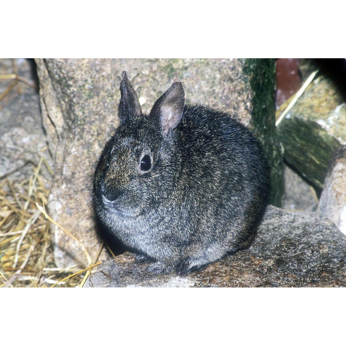 Бесхвостый кролик (Romerolagus diazi) Фото №5