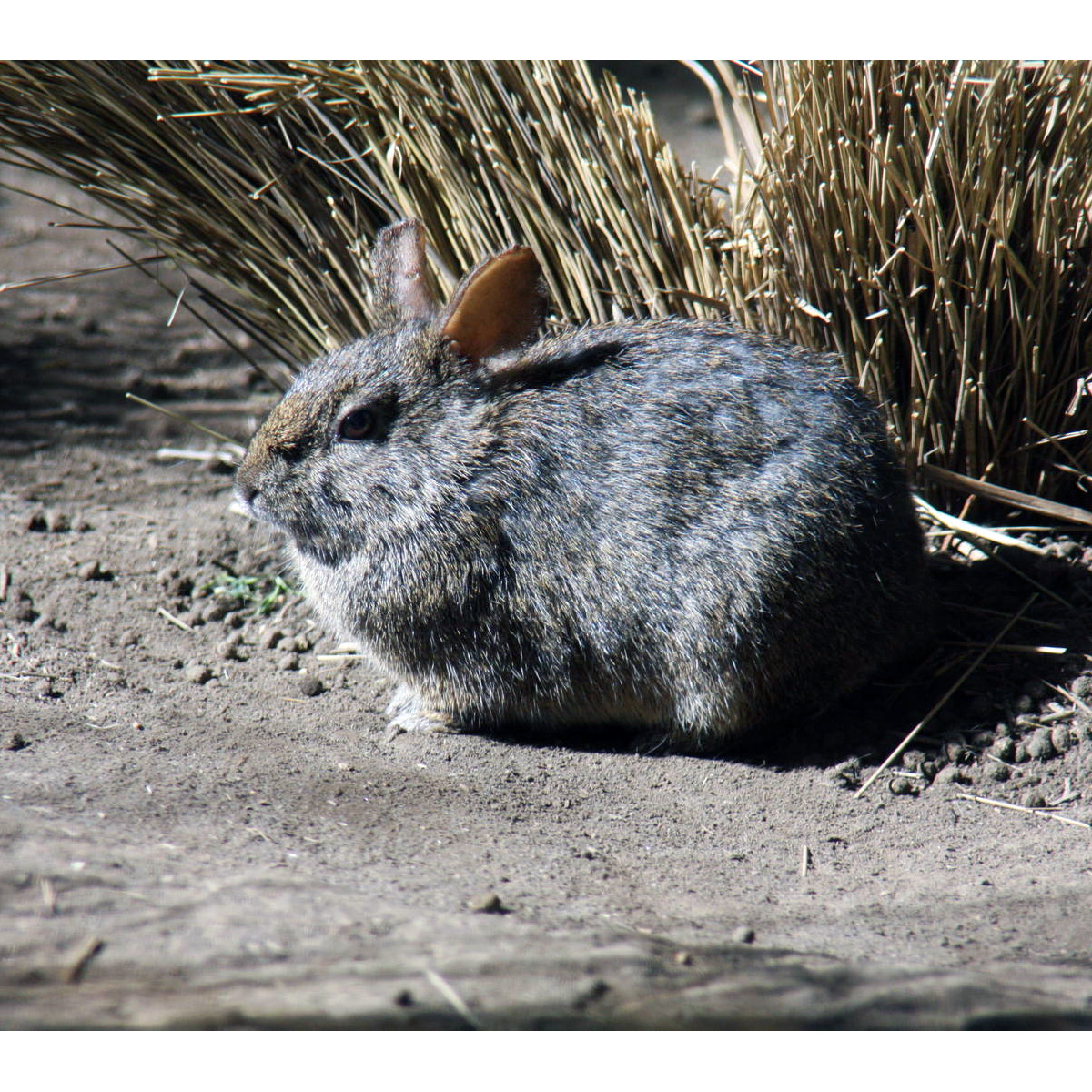 Бесхвостый кролик (Romerolagus diazi) Фото №6