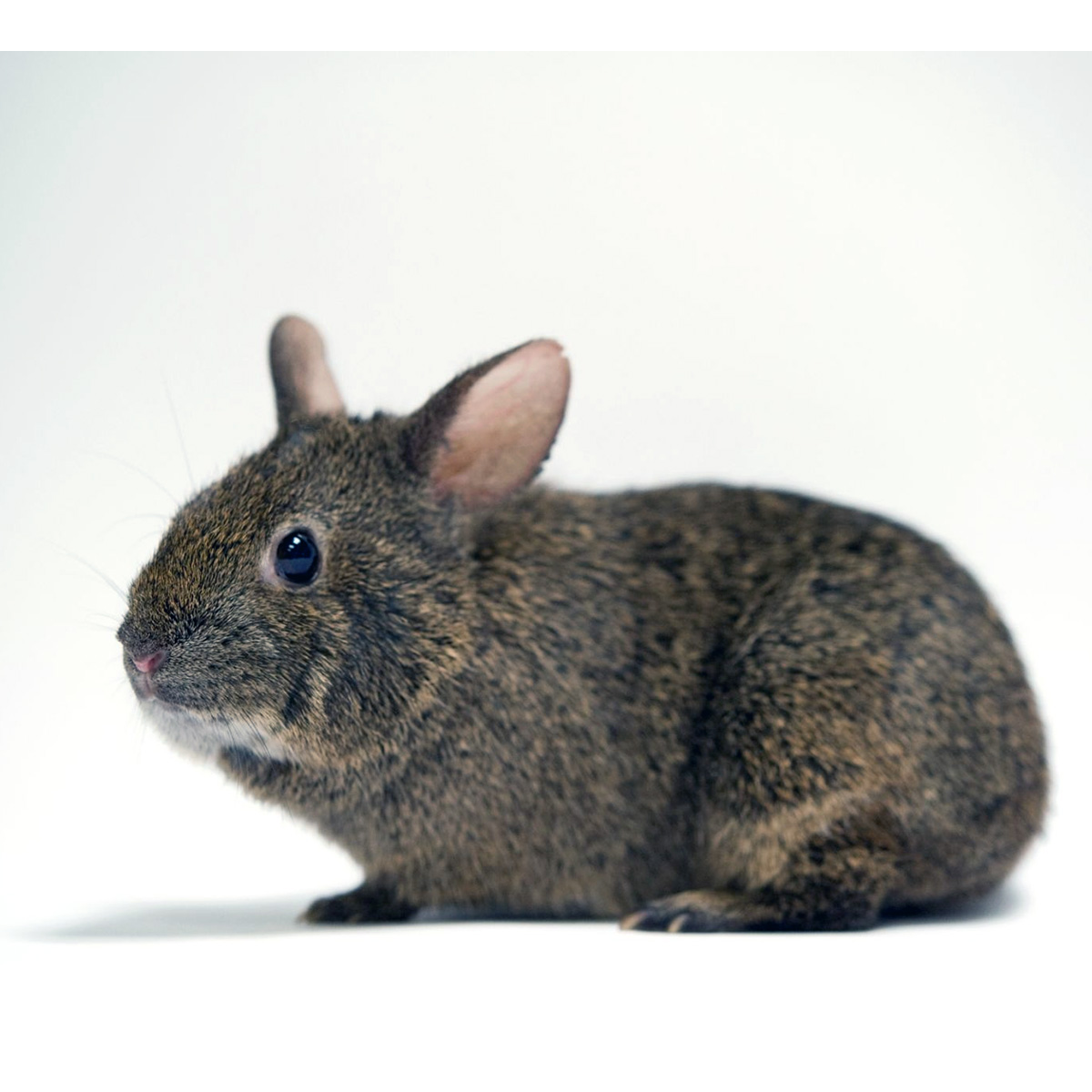 Бесхвостый кролик (Romerolagus diazi) Фото №7