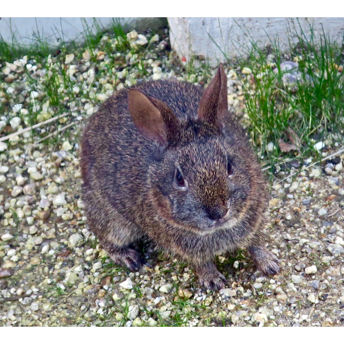 Бесхвостый кролик (Romerolagus diazi) Фото №9