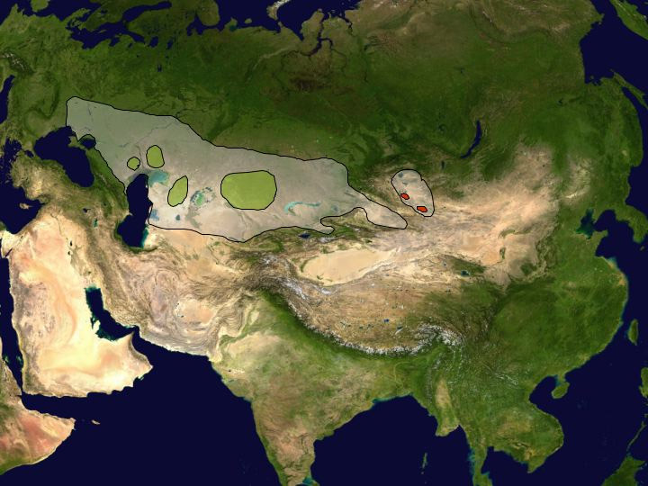 Saiga tatarica Ареал обитания на карте
