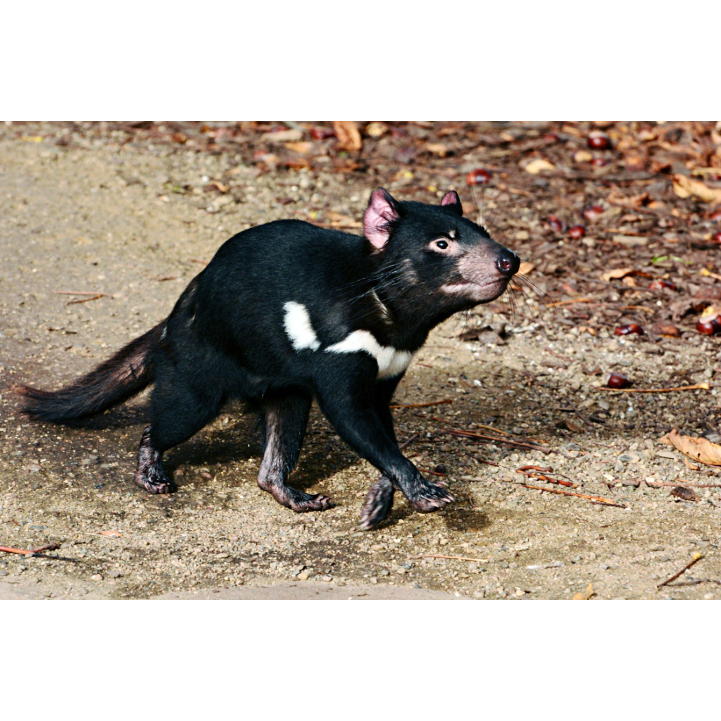 Тасманийский дьявол (Sarcophilus harrisii) Фото №3
