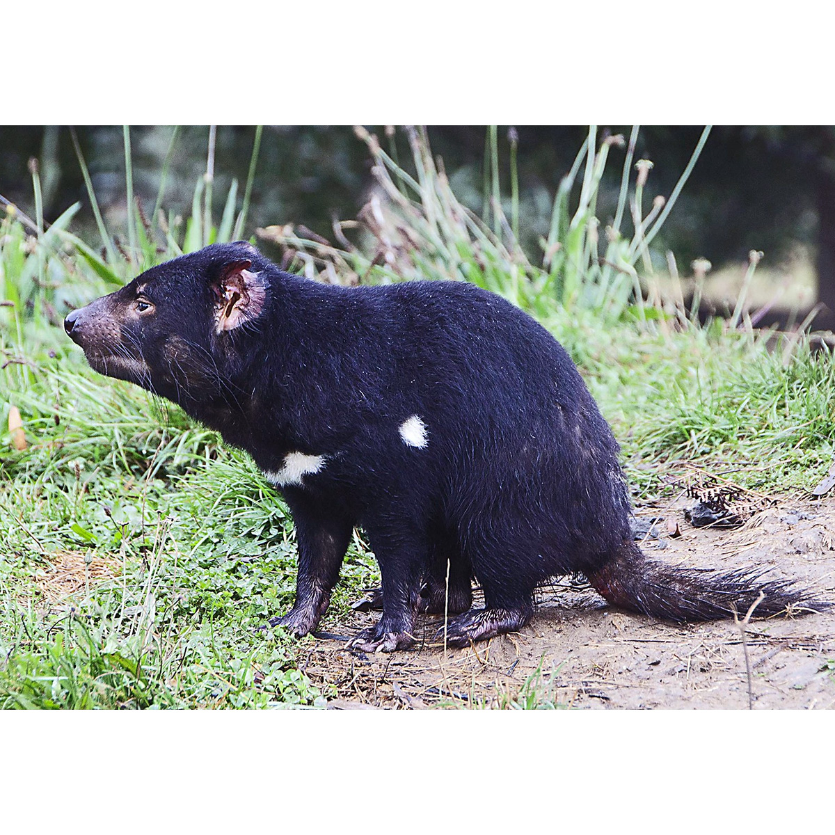 Тасманийский дьявол (Sarcophilus harrisii) Фото №4