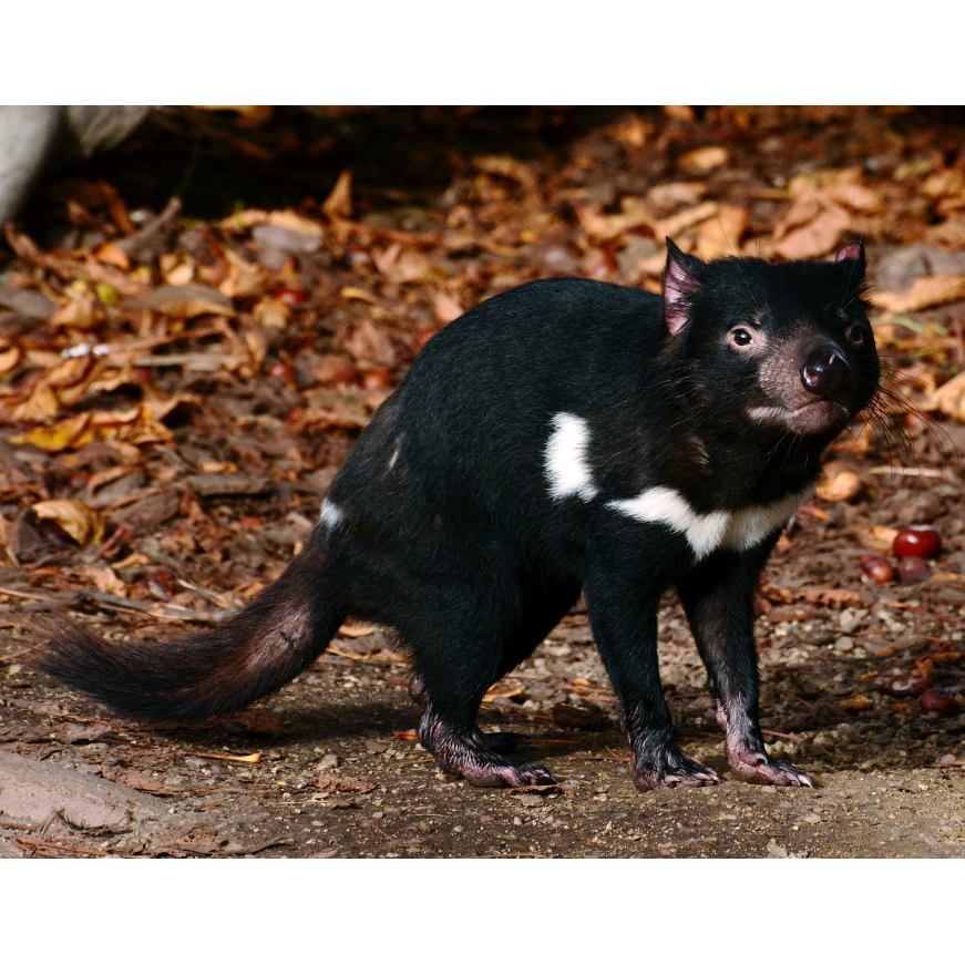Тасманийский дьявол (Sarcophilus harrisii) Фото №1
