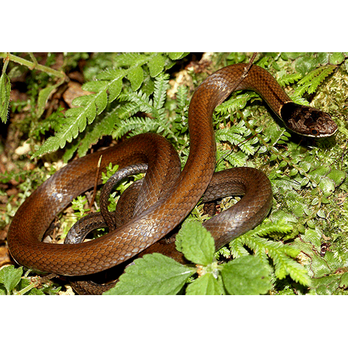  Род Многозубые змеи  фото